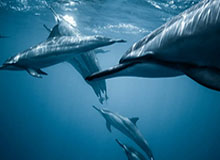 九游数字服务-辽宁客胜为郭艾伦争取养伤时间 盖利或在G2归来